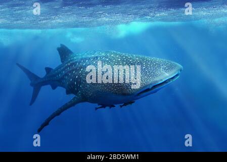 squalo balena nel mare delle filippine Foto Stock