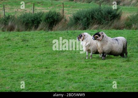 Due arieti in un campo di Donegal; Irlanda; Foto Stock