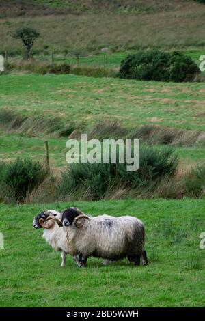 Due arieti in un campo a Donegal; Irlanda Foto Stock