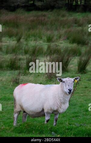Una pecora circondata da sushi in un campo di Donegal; Irlanda; Foto Stock