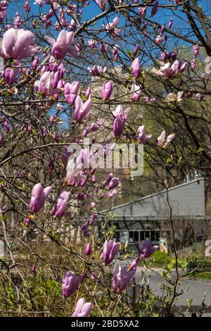 Madison Square Park con un albero magnolia in fiore primaverile e Shake Shack sullo sfondo, NYC, USA Foto Stock