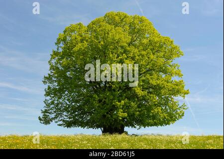 unico faggio tree wirh perfetto tretop in prato Foto Stock