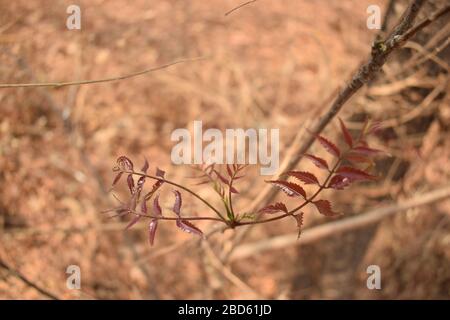 Immagine di sfondo di Neem Tree/Neem Plant Foto Stock