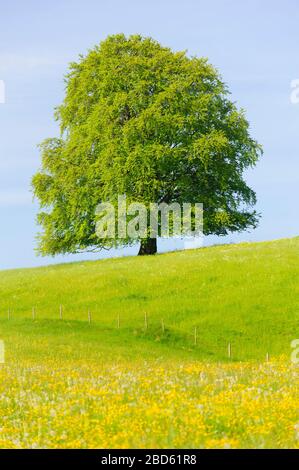 unico faggio tree wirh perfetto tretop in prato Foto Stock