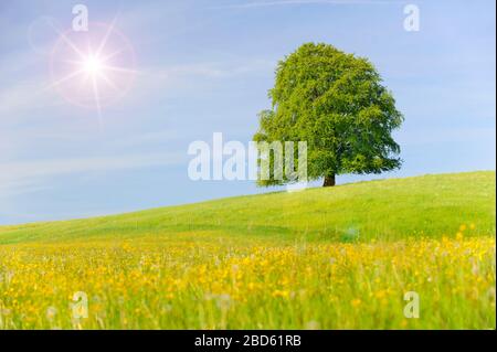 unico faggio tree wirh perfetto tretop in prato Foto Stock