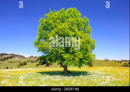 unico faggio tree wirh perfetto tretop in prato Foto Stock