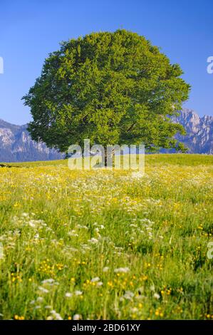 unico faggio tree wirh perfetto tretop in prato Foto Stock