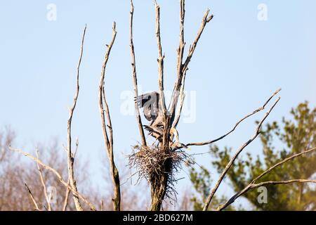 Due grandi aironi blu in un rookery sul lato della strada, catturati in accoppiamento alto in un albero. Foto Stock