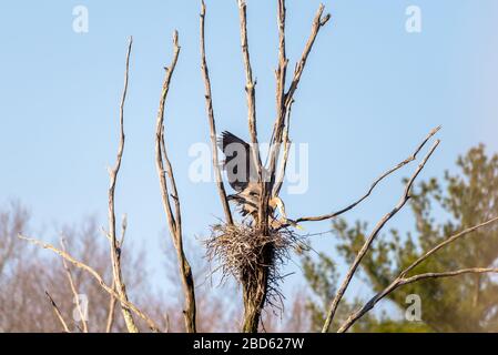 Due grandi aironi blu in un rookery sul lato della strada, catturati in accoppiamento alto in un albero. Foto Stock