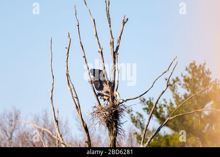 Due grandi aironi blu in un rookery sul lato della strada, catturati in accoppiamento alto in un albero. Foto Stock