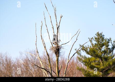 Due grandi aironi blu in un rookery sul lato della strada, catturati in accoppiamento alto in un albero. Foto Stock