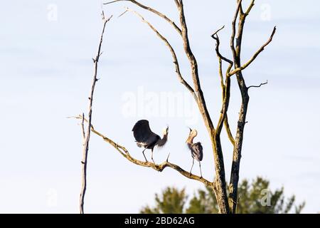 Due grandi eroi blu che eseguono un rituale di corteggiamento in cima ad un albero alto in un rookery. Foto Stock