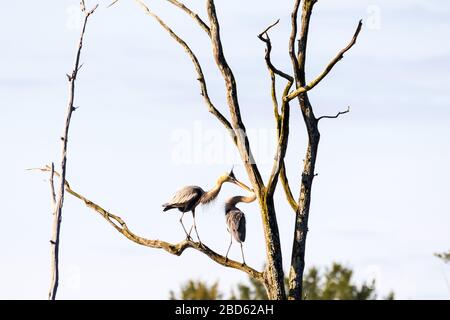 Due grandi eroi blu che eseguono un rituale di corteggiamento in cima ad un albero alto in un rookery. Foto Stock