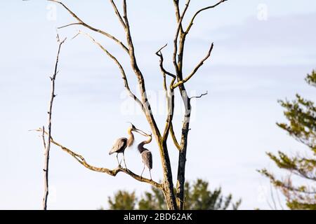 Due grandi aironi azzurri che eseguono un rituale di corteggiamento, toccando i loro bacchi insieme, sulla cima di un albero alto in un rookery. Foto Stock