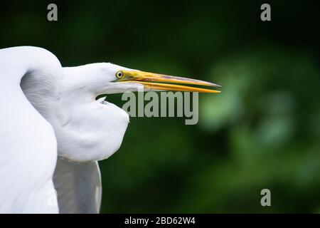 Grande Egret in volo sopra palude Foto Stock