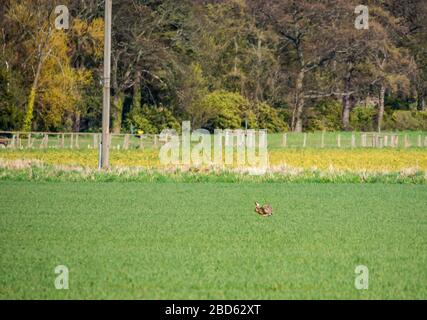 Lothian orientale, Scozia, Regno Unito. 7 Aprile 2020. Regno Unito Meteo: Lepri al sole di primavera. Una lepre (Lepus europaeus) ha notato che corre attraverso un campo di coltura Foto Stock