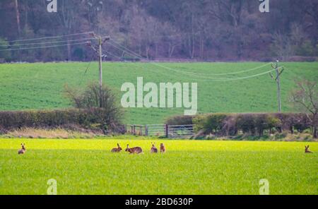 Lothian orientale, Scozia, Regno Unito. 7 Aprile 2020. Regno Unito Meteo: Lepri al sole di primavera. Un gran numero di lepri avvistati in un campo di coltura riposante e mangiante Foto Stock