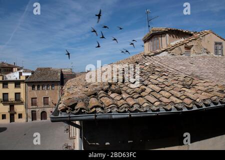 Swallows volare sui tetti, Hotel Parador de Olite, Plaza Teobaldos, Olite, provincia della Navarra, Spagna, Europa Foto Stock