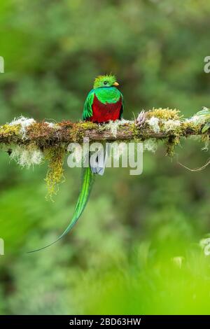 Un Quetzal (Pharomachrus mocinno) leggermente umido e risplendente arroccato su un ramo coperto di licheni negli altopiani del Costa Rica Foto Stock