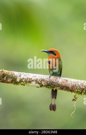 Un Motmot (Electron platyrhynchum), con un'ampia fattura, arroccato su una filiale in Costa Rica Foto Stock