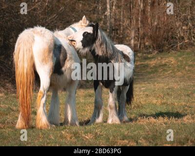 Cavalli selvatici su una montagna nel parco beacon welsh brecon campagna, Galles, Regno Unito Foto Stock