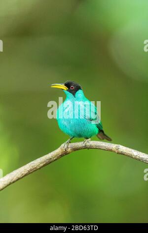 Un uomo verde Honeysuperriduttore (Chlorophanes spiza) arroccato su un ramo in Costa Rica Foto Stock