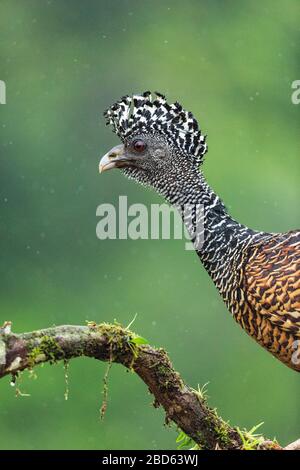 Un ritratto di una femmina Grande Curassow (Crax rubra) in Costa Rica Foto Stock