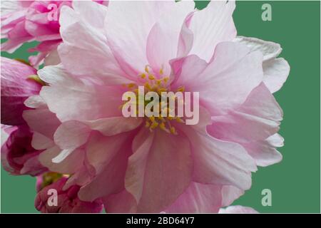 Rosa fiori di ciliegio close up Foto Stock