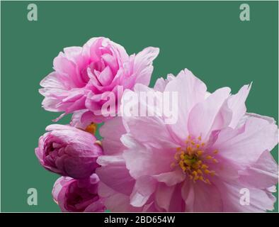 Rosa fiori di ciliegio close up Foto Stock