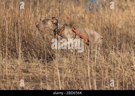 Cane Weimaraner caccia anatre in primavera Foto Stock