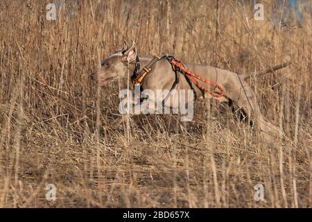 Cane Weimaraner caccia anatre in primavera Foto Stock