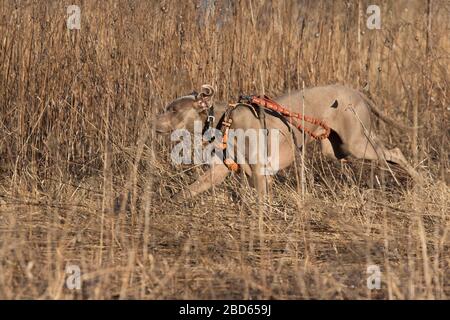 Cane Weimaraner caccia anatre in primavera Foto Stock