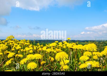 Splendidi fiori di dente di leone su un prato una giornata estiva soleggiata Foto Stock