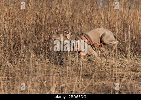 Cane Weimaraner caccia anatre in primavera Foto Stock