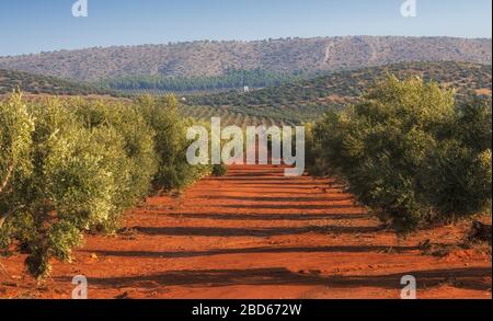 Uliveto vicino Colonia de Santa Ana, Provincia di Malaga, Spagna Foto Stock
