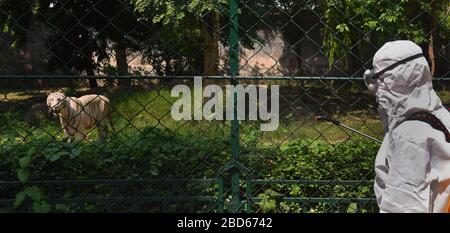 Kolkata, India. 7 Aprile 2020. Un operaio dello zoo disinfetta la recinzione di una casa di tigre allo zoo di Alipore a Kolkata, India, il 7 aprile 2020. Credit: Str/Xinhua/Alamy Live News Foto Stock