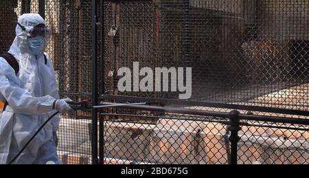 Kolkata, India. 7 Aprile 2020. Un operaio dello zoo disinfetta la recinzione di una casa di tigre allo zoo di Alipore a Kolkata, India, il 7 aprile 2020. Credit: Str/Xinhua/Alamy Live News Foto Stock