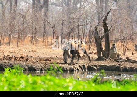 Maiale selvaggio africano (Potamochoerus larvatus) con oxpeckers in un buco d'acqua Foto Stock