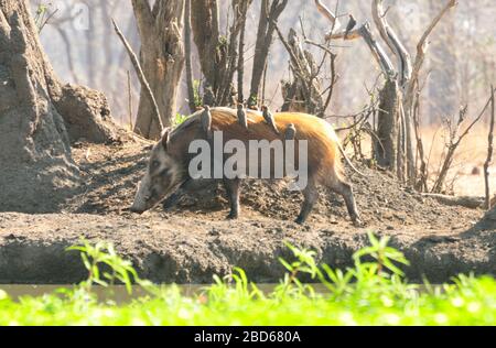 Maiale selvaggio africano (Potamochoerus larvatus) con oxpeckers in un buco d'acqua Foto Stock