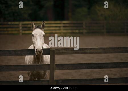 Ritratto di un cavallo bianco in un paddock recintato. Foto Stock