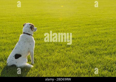 Cane su campo soleggiato in estate Foto Stock