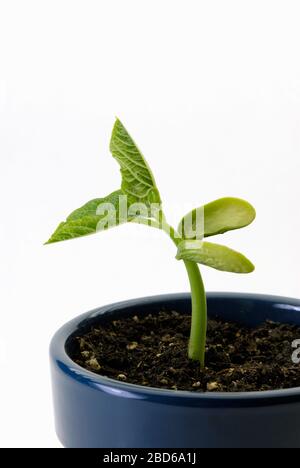 Semina di fagioli, Phaseolus vulgaris, cotiledoni germinanti Foto Stock