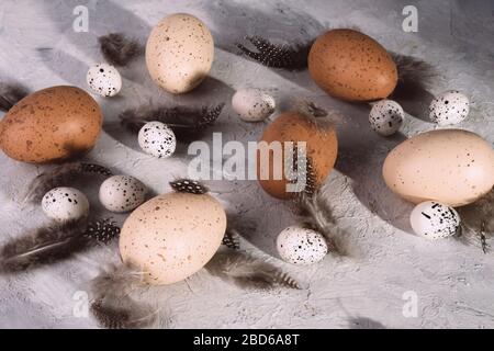 Pollo di Pasqua e uova di quaglia con piume su sfondo grigio grunge. Foto Stock