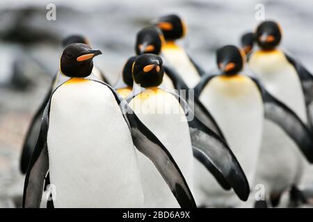 Gruppo di pinguini dell'imperatore (Aptenodytes forsteri) che cammina insieme in una linea. Foto Stock