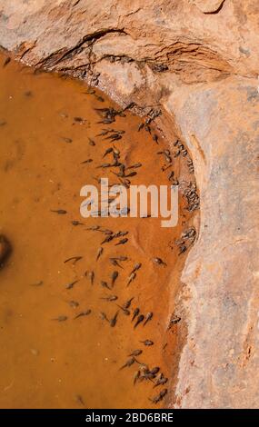 Tadpols in una pothole e le rane mormorphed che emergono dalla piscina, Arches National Park, Utah, USA. Foto Stock
