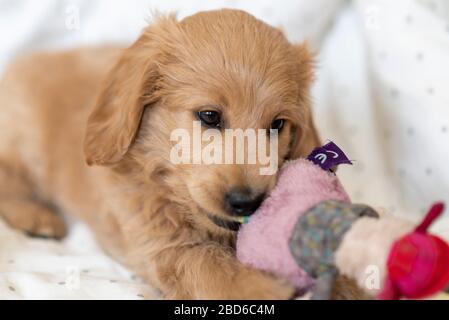 04 aprile 2020, Sassonia-Anhalt, Magdeburg: Un mini goldendoodle, una miscela di Golden Retriever e giocattolo poodle, gioca con un animale ripieno. Il cucciolo ha otto settimane e risponde al nome Baloo. Foto: Stephan Schulz/dpa-Zentralbild/ZB Foto Stock