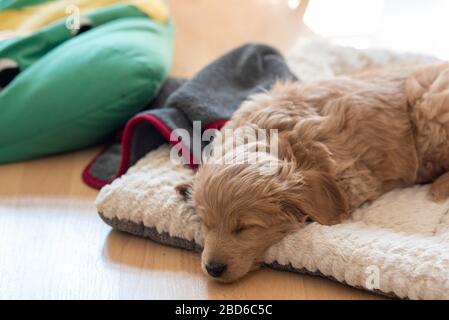 04 aprile 2020, Sassonia-Anhalt, Magdeburg: Una mini Goldendoodle, una miscela di Golden Retriever e giocattolo Poodle, si trova su un cuscino e dorme. Il cucciolo ha otto settimane e risponde al nome Baloo. Foto: Stephan Schulz/dpa-Zentralbild/ZB Foto Stock