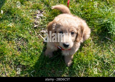 04 aprile 2020, Sassonia-Anhalt, Magdeburg: Una mini Goldendoodle, una miscela di Golden Retriever e toy poodle, si siede nell'erba. Il cucciolo ha otto settimane e risponde al nome Baloo. Foto: Stephan Schulz/dpa-Zentralbild/ZB Foto Stock