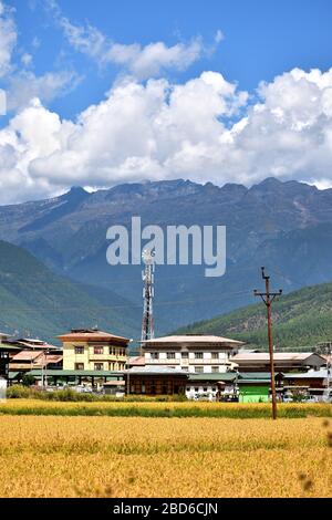 Campi agricoli nel distretto di Paro del Bhutan. Foto Stock