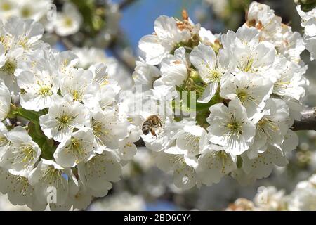 (200407) -- BUDAPEST, 7 aprile 2020 (Xinhua) -- UN'ape vola intorno ad un albero fiorente a Budapest, Ungheria, 7 aprile 2020. (Foto di Attila Volgyi/Xinhua) Foto Stock